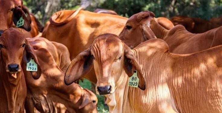 Fatwa Majelis Tarjih Tentang Idul Adha dan Qurban