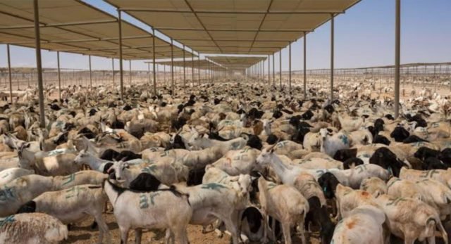 Fatwa Majelis Tarjih dan Tajdid PP Muhammadiyah : Pengalihan Penyembelihan Dam ke Tanah Air